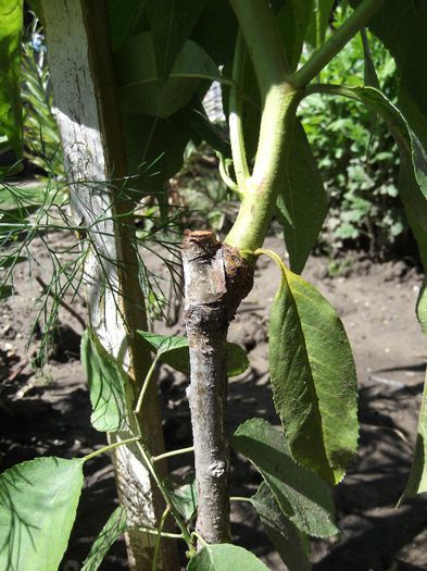 punct de altoire piersic 2