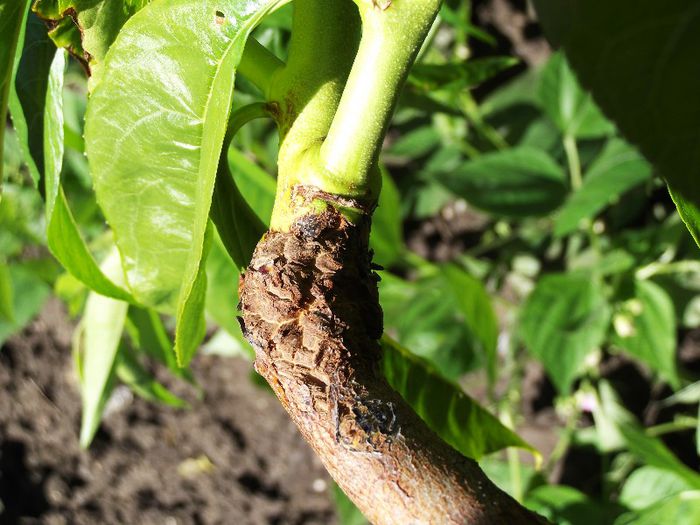 punct de altoire piersic