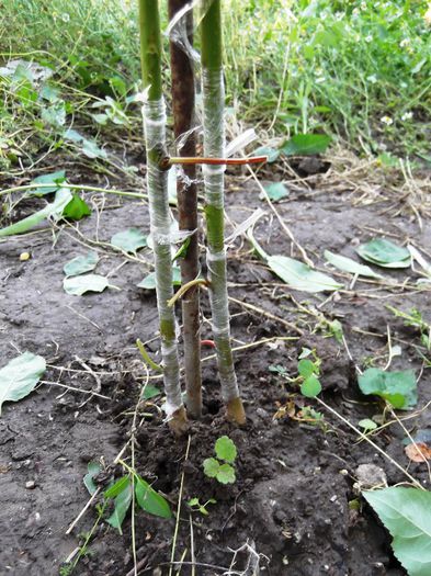 2 soiuri de cais si un piersic