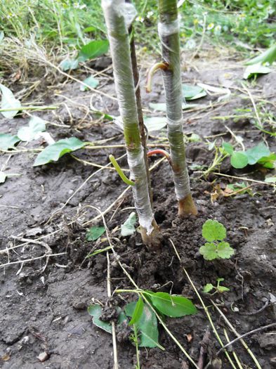 2 soiuri de cais si un piersic