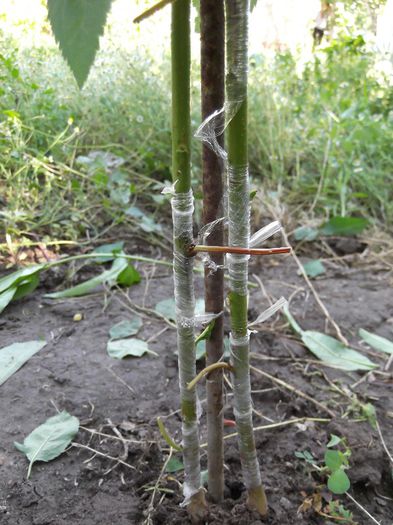 2 soiuri de cais si un piersic