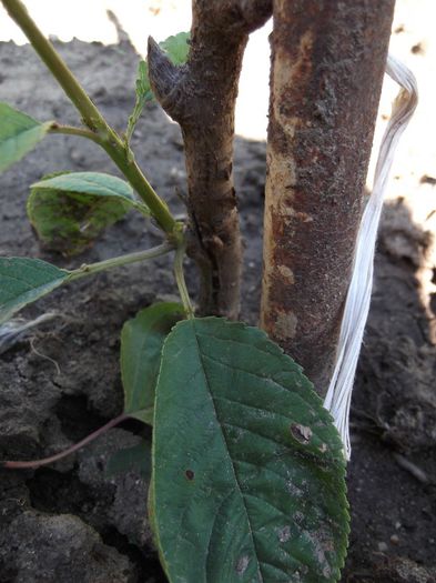 punct de altoire cires