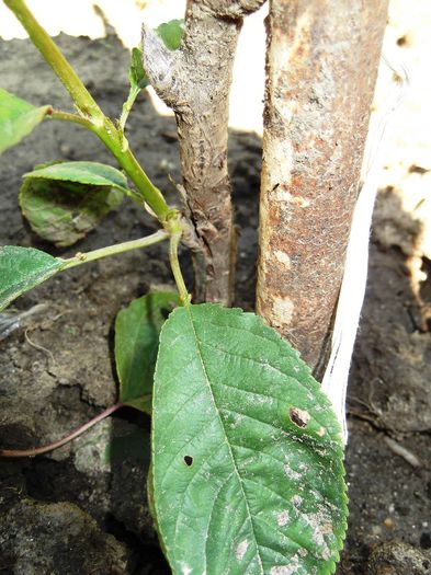 punct de altoire cires; prin simplificata
