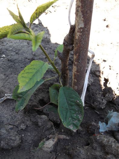 ansamblu cires pe visin