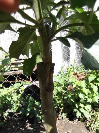 punct de altoire voinesti