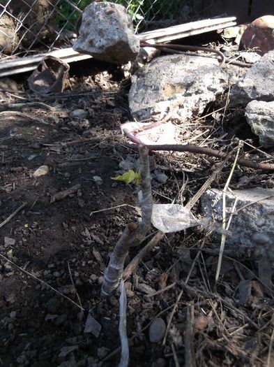 cais timpuriu pe corcodus; ochi in verde
