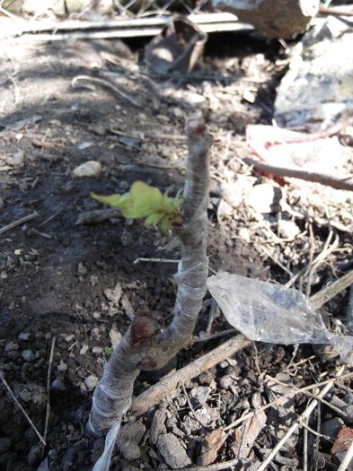 cais timpuriu pe corcodus; ochi in verde
