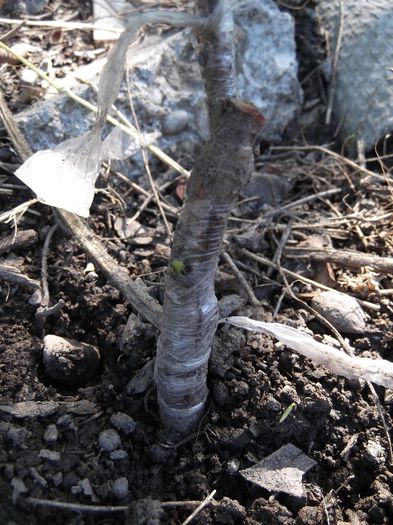 cais timpuriu pe corcodus; ochi in verde
