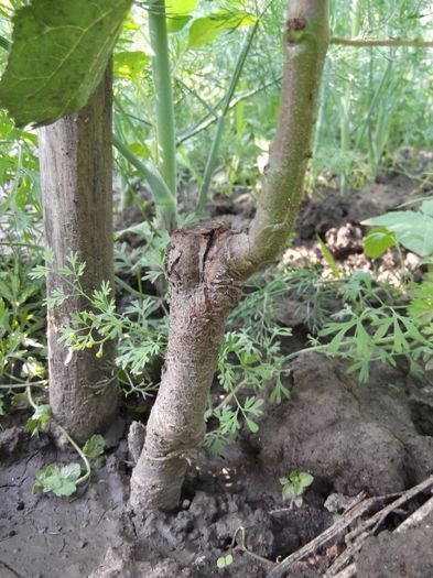 punct de altoire cais pe corcodus; ochi anul trecut
