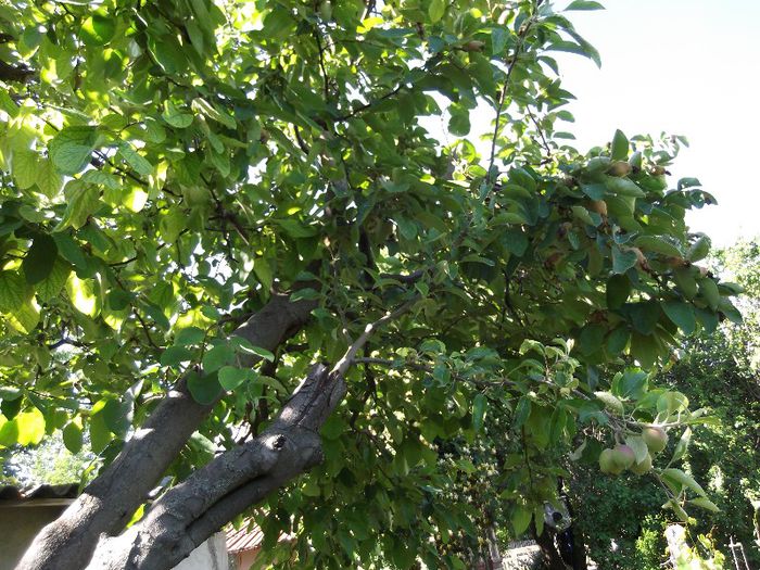 ionatan pe gutui; avem si mere si gutui
