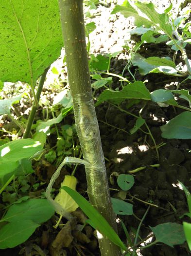 ionatan pe mar; puiu
