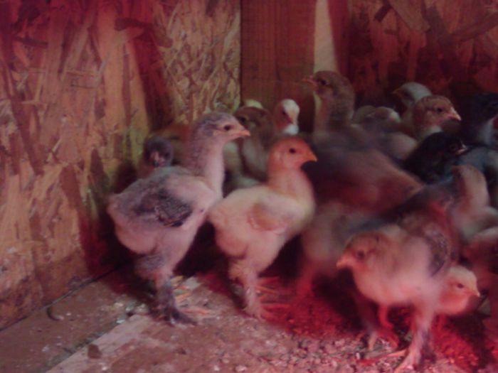 Brahma, italiene perlate si albe 2013