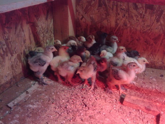 Brahma, italiene perlate si albe 2013 - 1 GAINI