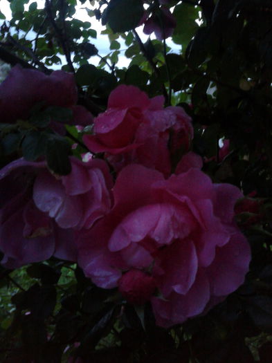 trandafir roz - trandafiri
