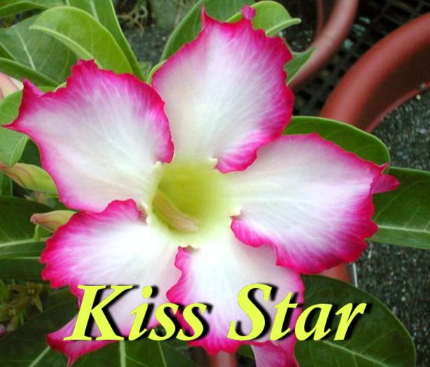 Kiss Star - Adenium - Kiss Star