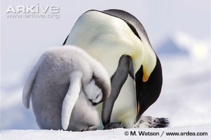 Adult-and-chick-emperor-penguins-sleeping