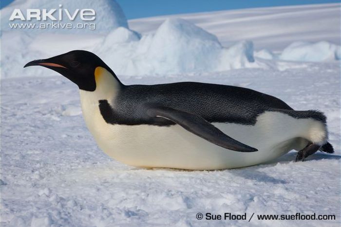 Adult-emperor-penguin-tobogganing - x79-Pinguinul imperial