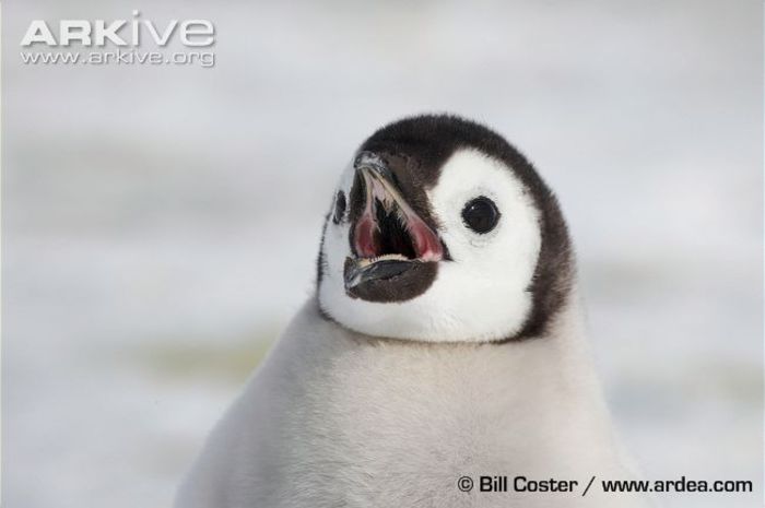 Emperor-penguin-chick-head-detail-showing-barbs-inside-beak-for-gripping-fish - x79-Pinguinul imperial