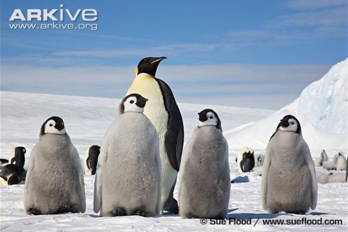 Emperor-penguin-chicks-with-adult