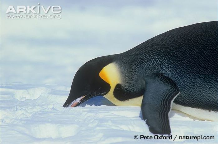 Emperor-penguin-ingesting-snow - x79-Pinguinul imperial