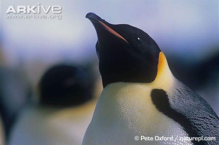 Emperor-penguin-portrait