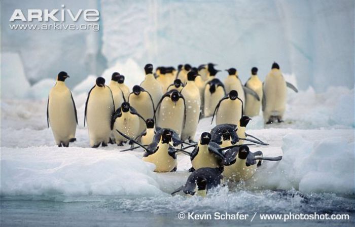 Emperor-penguins-entering-water-en-masse - x79-Pinguinul imperial