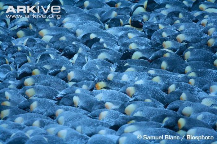 Emperor-penguins-huddle-together-during-blizzard