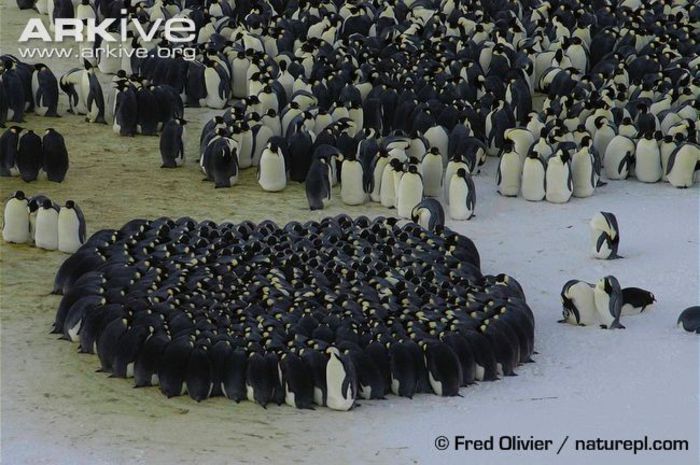 Emperor-penguins-huddling-together-to-aid-in-heat-retention - x79-Pinguinul imperial