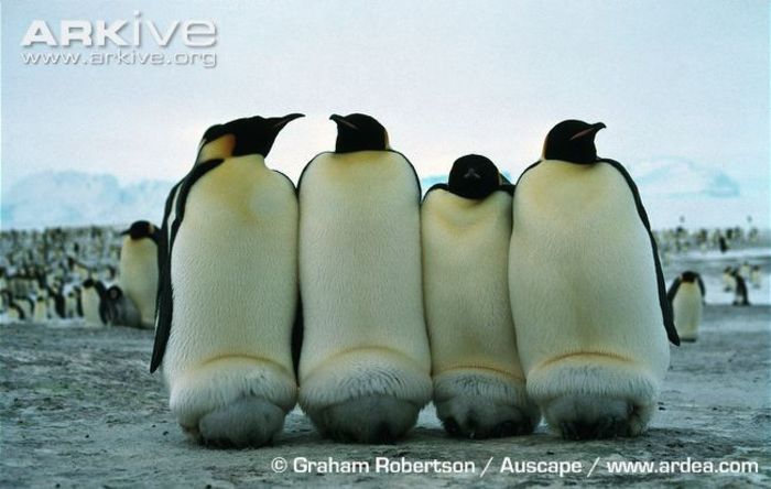 Emperor-penguins-keeping-chicks-warm - x79-Pinguinul imperial