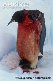 Heavily-wounded-emperor-penguin-after-attack-by-leopard-seal - x79-Pinguinul imperial