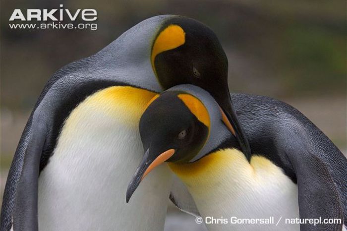 King-penguins-allopreening - x79-Pinguinul imperial