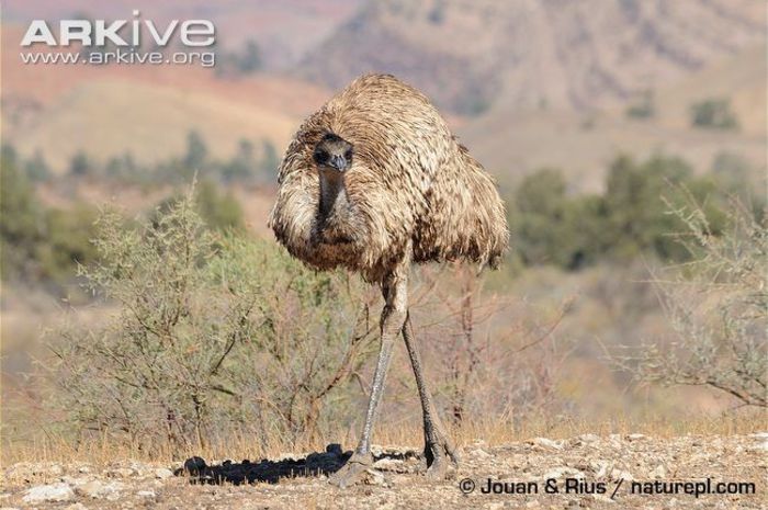 Adult-emu