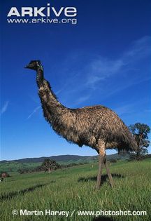 Adult-emu (1)