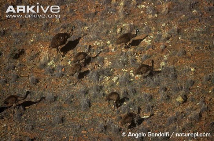 Aerial-shot-of-a-group-of-emus - x80-Emu