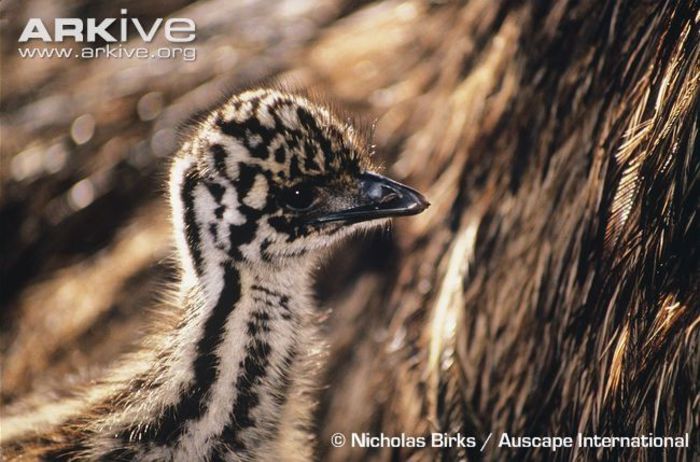 Close-up-of-an-emu-chick