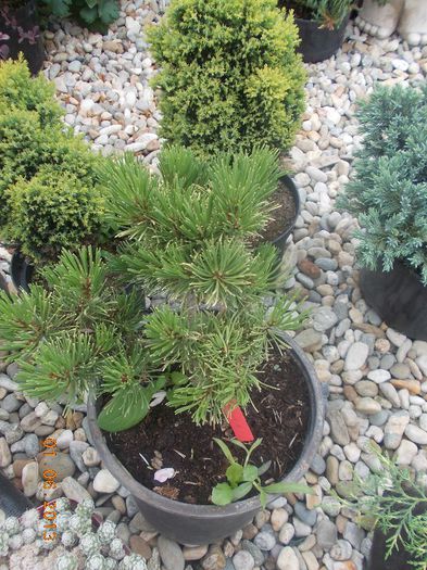 pinus wintergold 45