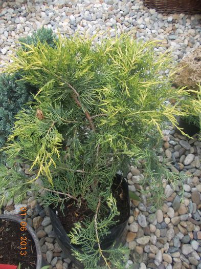 juniperus pfitzeriana aurea 35 - CONIFERE