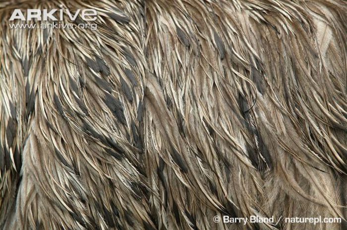 Close-up-of-the-feathers-of-an-emu