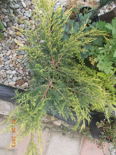 juniperus goldstar 35 - CONIFERE