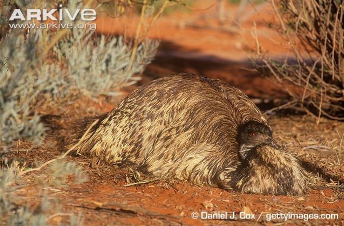 Emu-on-the-nest