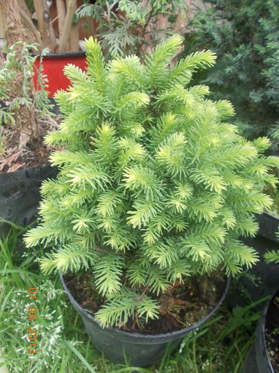picea omarika karel 28