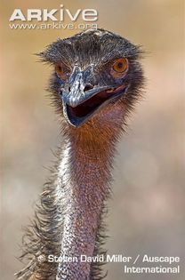 Emu-panting