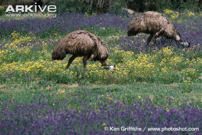 Emus-grazing