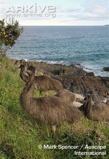 Emus-grazing-on-a-grass-slope