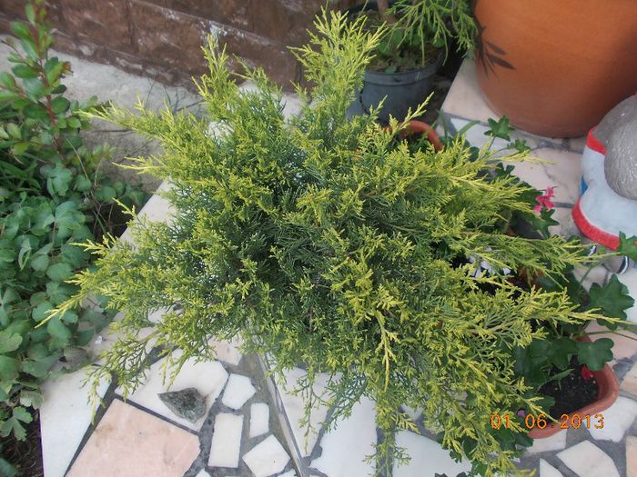 juniperus oldgold 40 - CONIFERE
