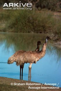 Emus-standing-at-the-waters-edge