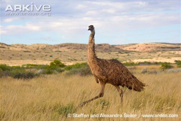 Emu-walking-through-long-grass - x80-Emu