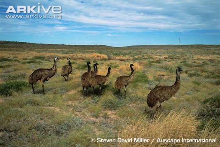 Group-of-emus