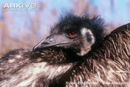 images (1) - x80-Emu