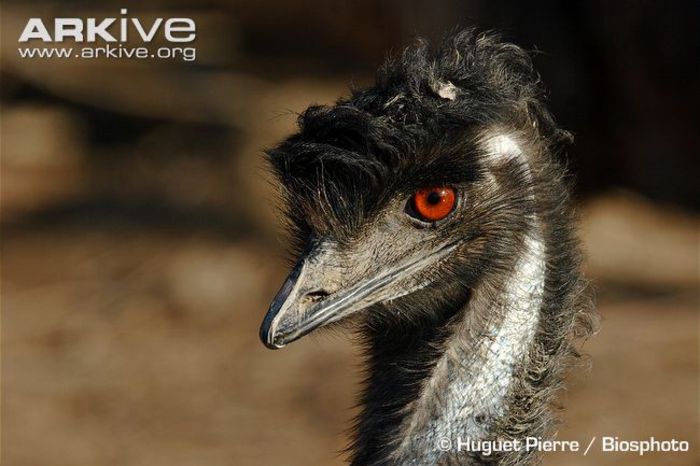 Side-profile-of-the-head-of-an-emu - x80-Emu